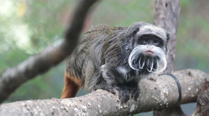 Desaparición de dos monos, el último de varios incidentes en zoológico de Dallas