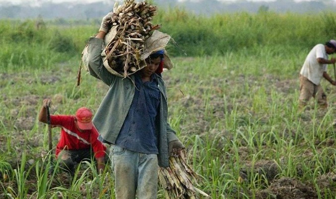 Fedeagro registra recuperación en siembra de arroz, maíz y caña de azúcar
