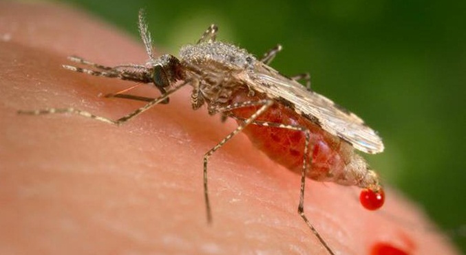 Detectados 89 casos de malaria en el municipio Río Negro de Amazonas