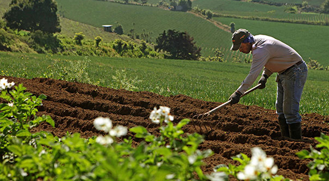 Fedeagro: Un trabajador agrícola venezolano gana entre 15 y 20 dólares la jornada