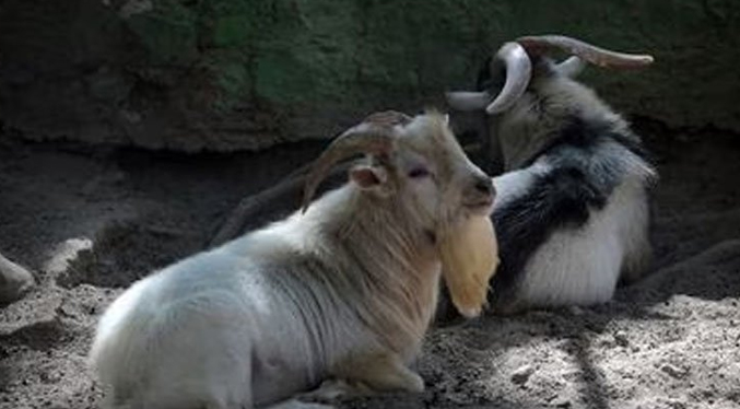 Despiden al jefe de un zoológico en México por vender y cocinar animales