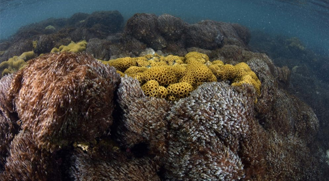 Esperan recolección del coral que afecta el turismo en Mochima