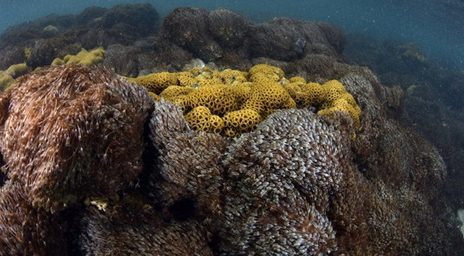 Un Coral invasor afecta a más de 10 islas de Mochima