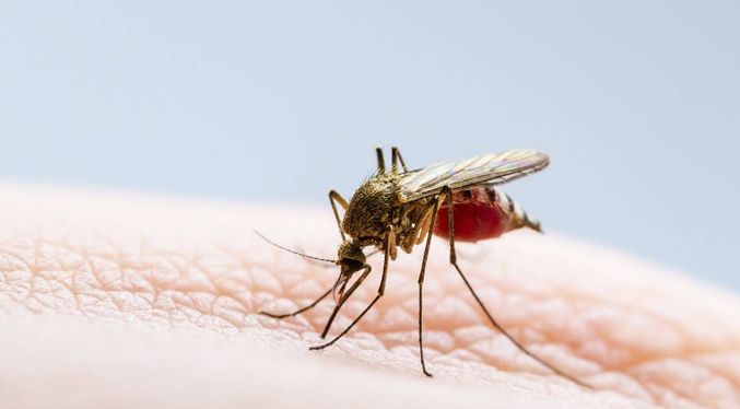 Contabilizan 280 muertes por dengue en Argentina