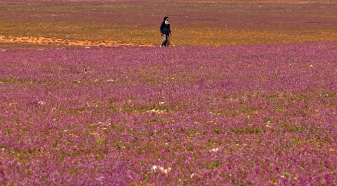 Desierto de Arabia Saudita completamente morado de flores tras abundantes lluvias