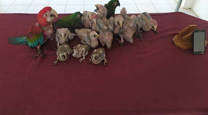 Tres detenidos por contrabando de aves silvestres en Monagas