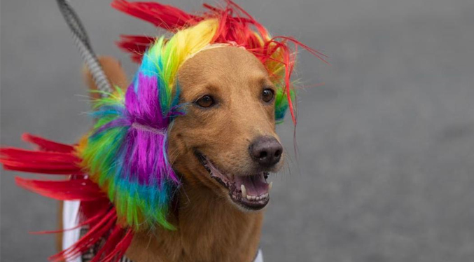 Alcaldía de Maracaibo invita al desfile de disfraces de mascotas en la Vereda del Lago