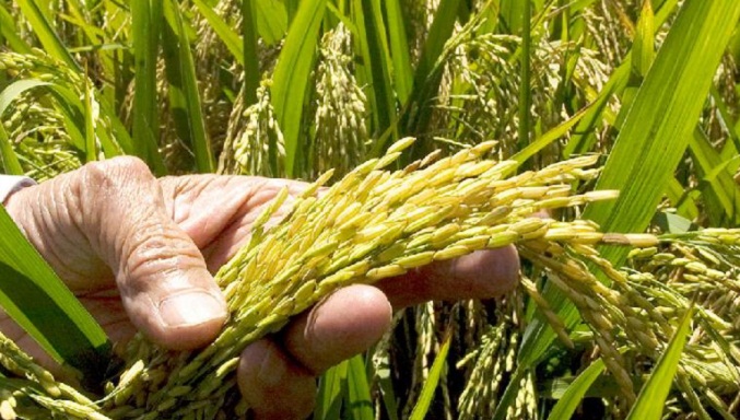 Fedeagro reporta disminución en el consumo de arroz, maíz y azúcar