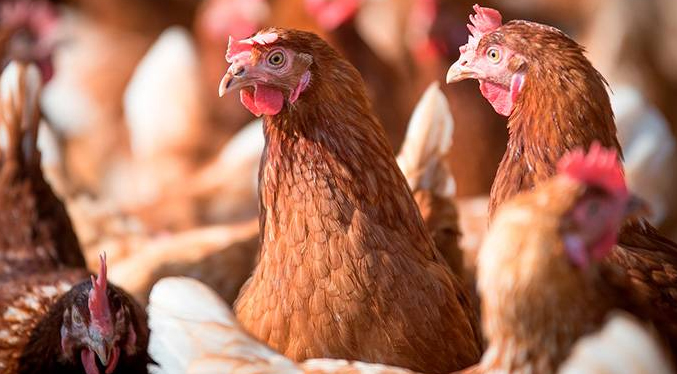 Encendidas las alarmas en Latinoamérica por avance de la gripe aviar