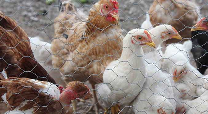 Uruguay decreta emergencia sanitaria por la aparición de gripe aviar