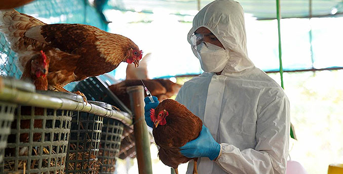 Sociedad de Infectología: Hay que mejorar vigilancia epidemiológica por la gripe aviar