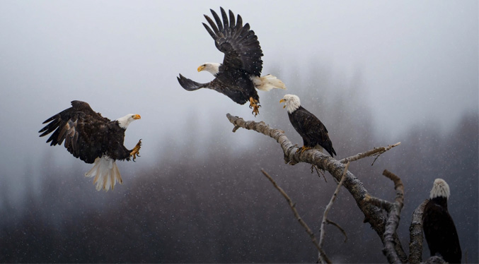 La Danza de las águilas es la foto del año para National Geographic 2023