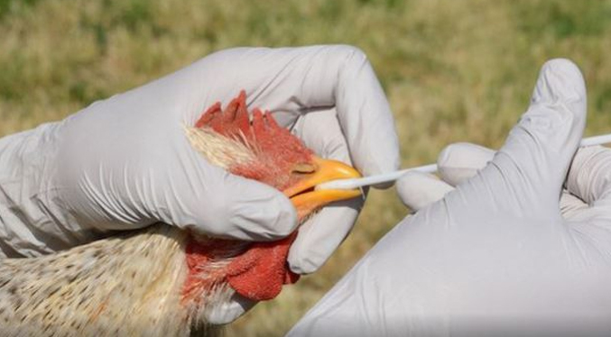 Argentina detecta más casos de influenza aviar