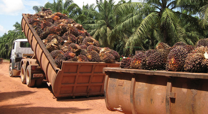 Producción de palma aceitera cubre el 30 % del consumo nacional
