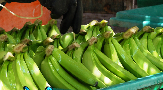 Colombia prohíbe temporalmente el traslado de plátanos desde Venezuela