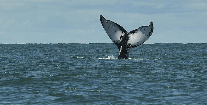 Foro en Canadá debate reto de proteger el 30 % de los océanos para 2030