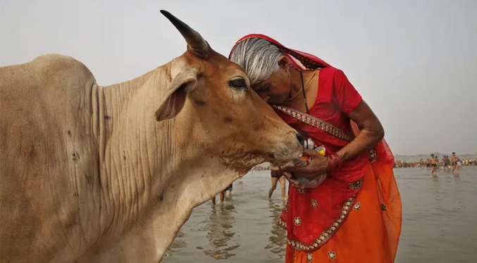India pide a la gente que abrace vacas en San Valentín