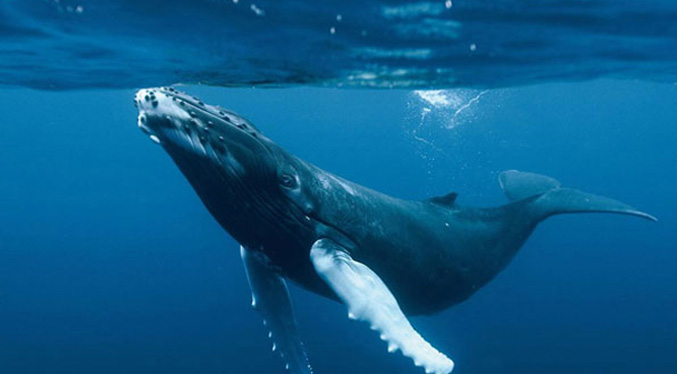 El excremento de ballena ayuda a mitigar el cambio climático