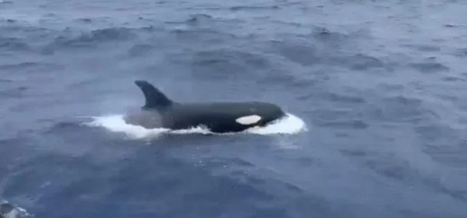 Avistan familia de ballenas en las aguas de La Guaira (Video)