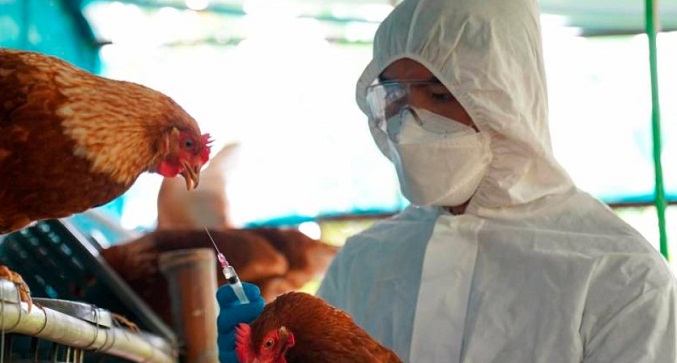 Nicaragua refuerza vigilancia por casos de gripe aviar en Centroamérica