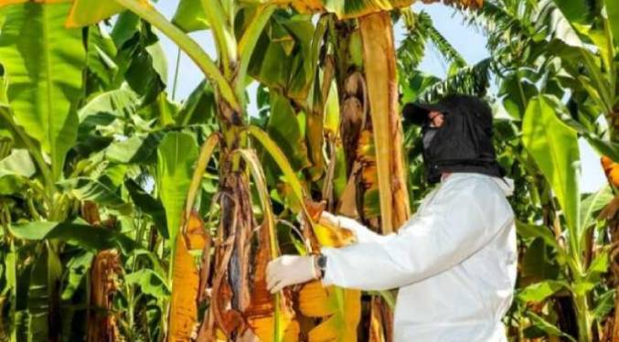 Declaran emergencia por hongo mortal en cultivos de plátano y cambur en el centro del país
