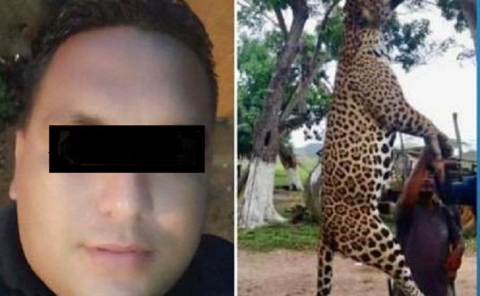 Imputarán a hombre que asesinó por «placer» a un jaguar