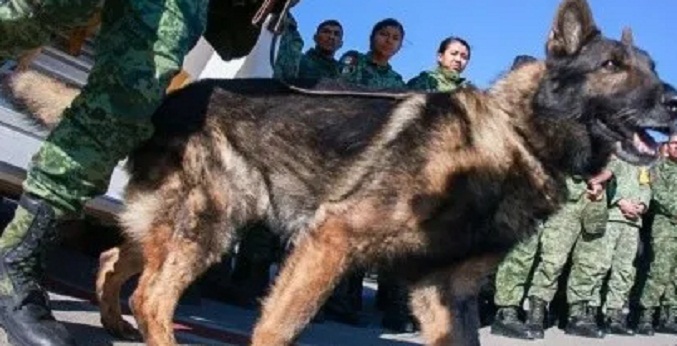 Muere Proteo, uno de los perros rescatistas de México en Turquía