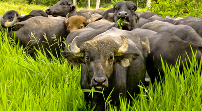 Maduro pide un plan para iniciar la exportación de carne de búfalo
