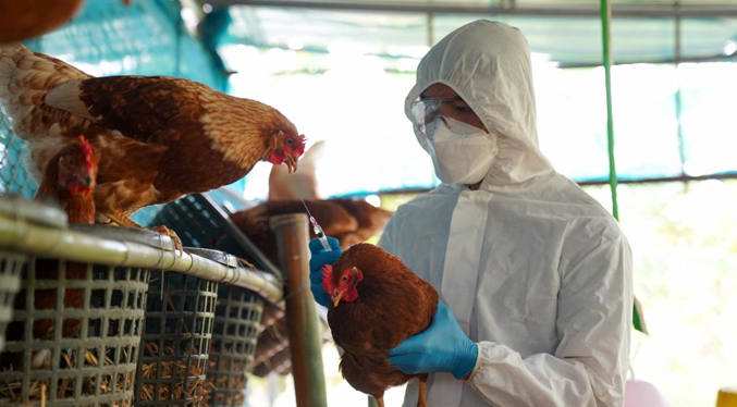 OMS: La transmisión de la gripe aviar al hombre es una «gran preocupación»
