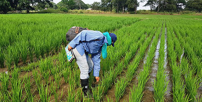 Fevearroz: “Solo 100 mil hectáreas de arroz se sembrarían en Venezuela este 2023”