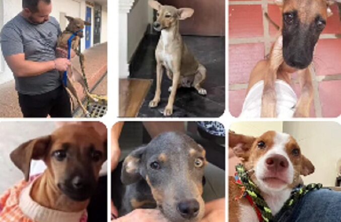 Asodepa exige conocer paradero de las mascotas del “adoptante en serie” en Maracaibo