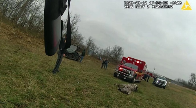 Policía mata a tiros a una cebra que atacó y mordió a su dueño en EEUU