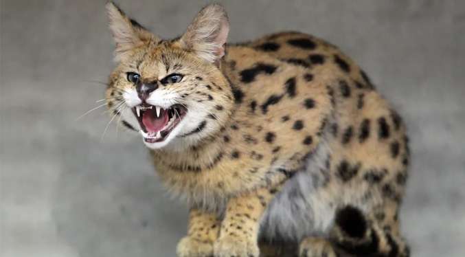 Mejora la salud del “Gato Cocaina” que llegó intoxicado al Zoológico de Cincinnati