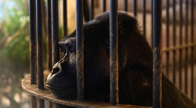 La última gorila cautiva en Tailandia tiene pocas esperanzas de ser libre