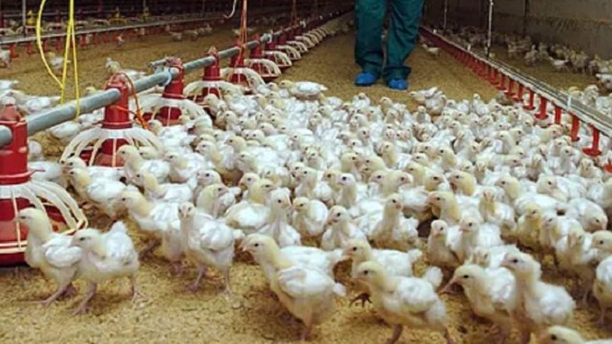 Virólogos descartan casos de gripe aviar en Venezuela