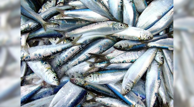 Minpesca extiende veda de la sardina hasta el 1º de abril