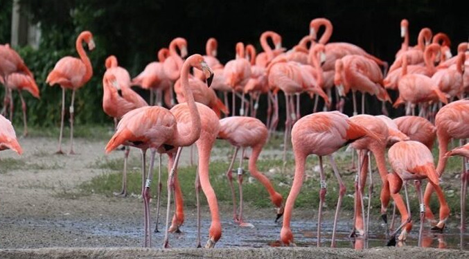 Denuncian «tradición» de consumo de flamencos en La Laguna de las Peonías