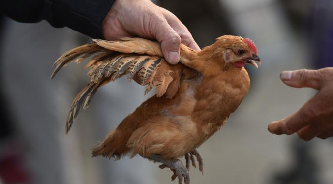 EEUU asegura que por ahora no hay riesgo de pandemia por gripe aviar