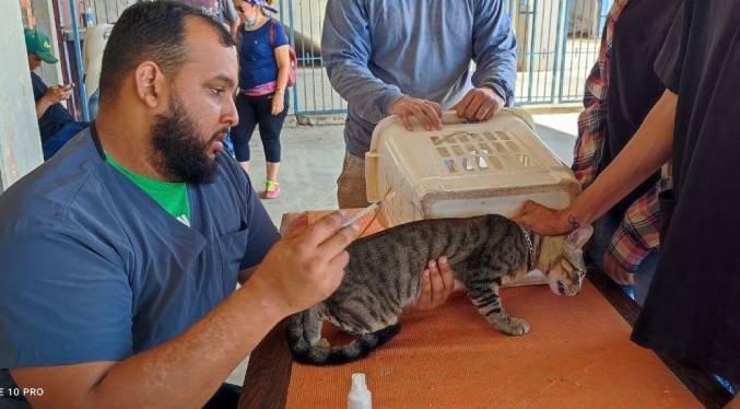 Más de mil 790 gatos atendió la Alcaldía de Maracaibo durante el primer trimestre del 2023