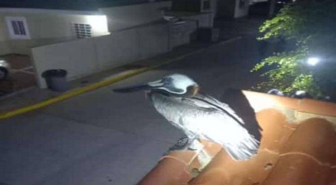 Bomberos de Maracaibo rescató pájaro buchón en una vivienda en Coquivacoa