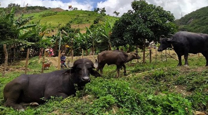 Criabúfalos de Venezuela: La producción del ganado se ubica hasta un 20 %