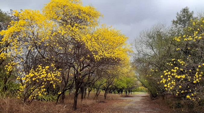 Florecen los curarires en el Jardín Botánico de Maracaibo