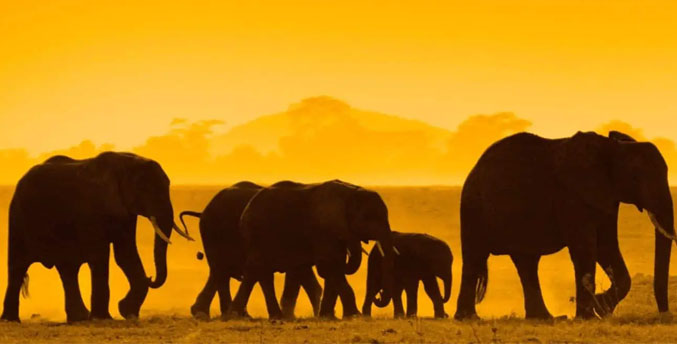 Las mejores imágenes de elefantes de National Geographic