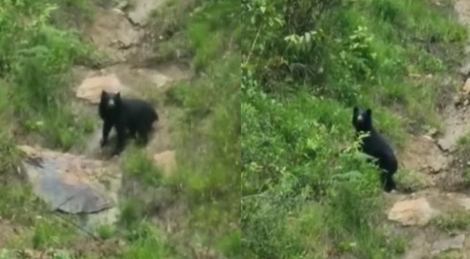 Confirman avistamiento de un oso frontino en Mérida