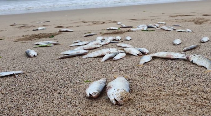 Miles de peces muertos deja descontrol de pesca en Boca de Aroa