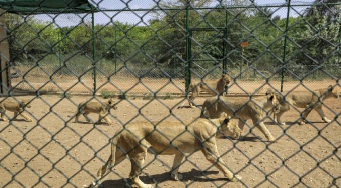 Conflicto restringe los alimentos y la electricidad a reserva de leones en Sudán