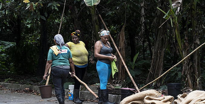 Las madres del cacao, otro «oro negro» en Venezuela