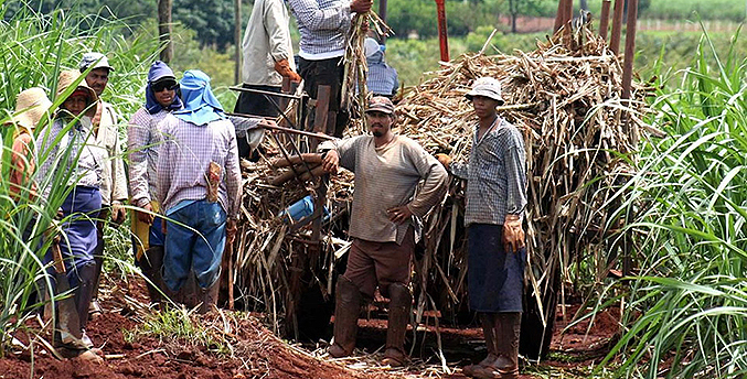 Cañicultores abastecen 40 % de la demanda de azúcar en el país
