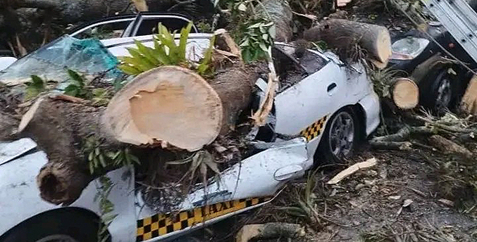 Un herido y tres vehículos aplastados tras colapso de árboles en Mérida