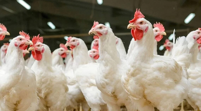 Aseguran que cría de pollo en Venezuela es fluctuante porque depende de la temporada